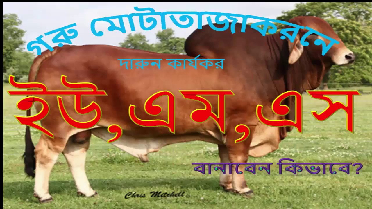 Farmer hope গরু মোটাতাজাকরনের খুঁটিনাটি(পর্ব ৪)ঃ কৃমি মুক্ত করন-১