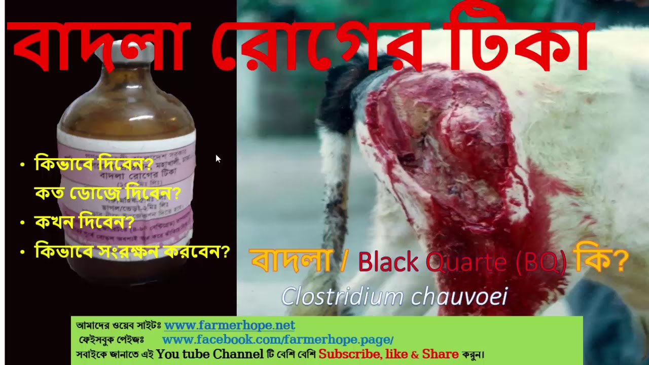 বাদলা/ BQ রোগের টিকা কিভাবে দিতে হয়?