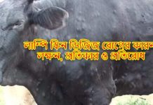 লাম্পি স্কিন ডিজিজ